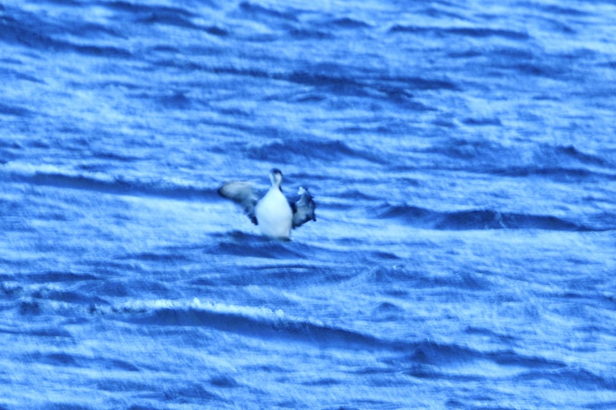 Pacific Loon - ML645362466