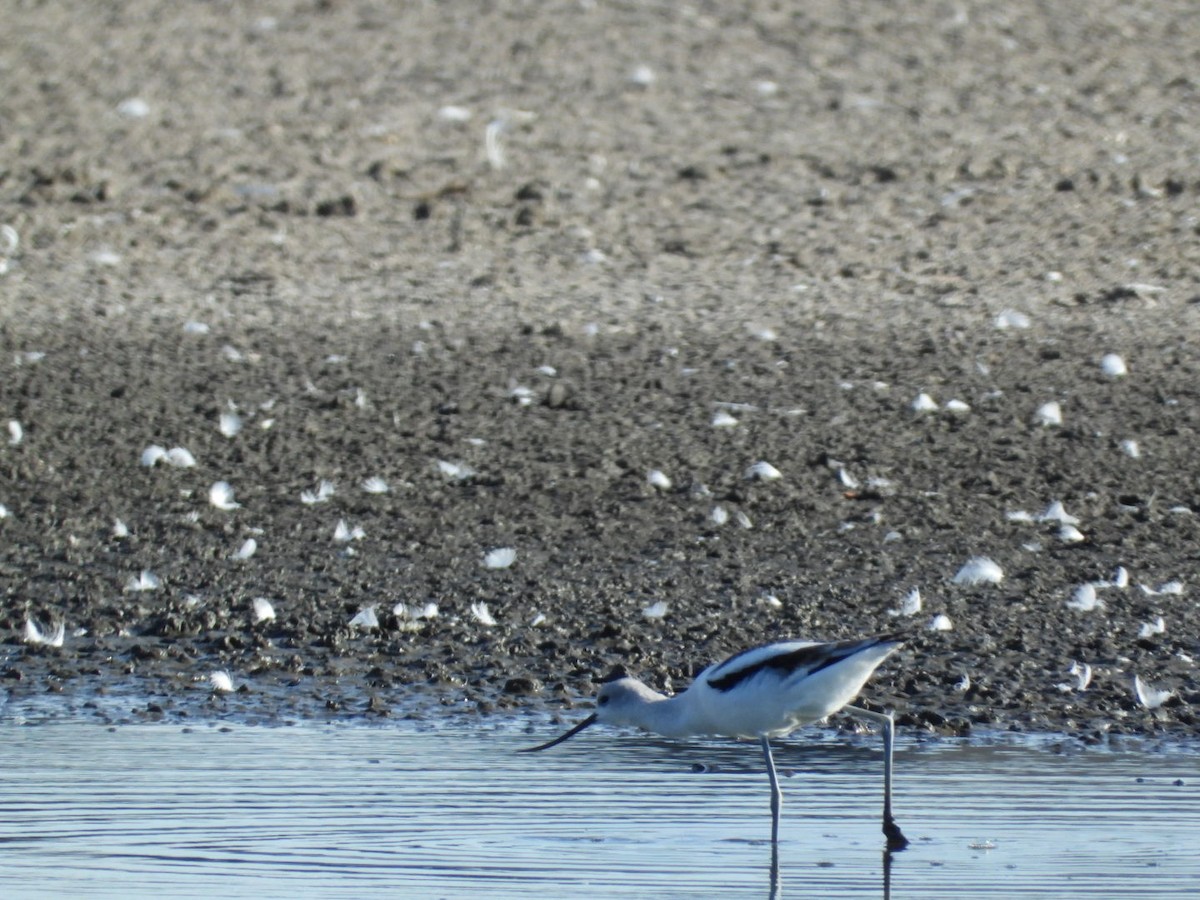 American Avocet - ML645362468