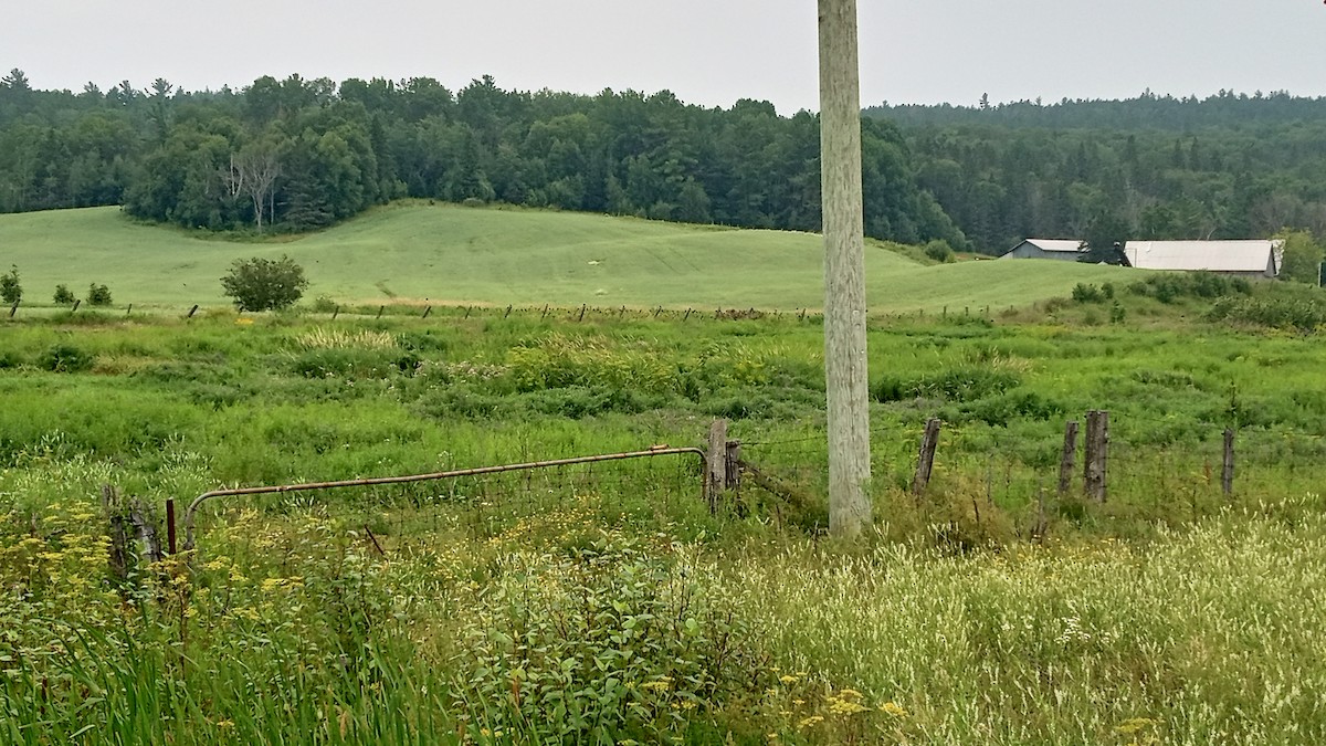 Red-winged Blackbird - ML645362482