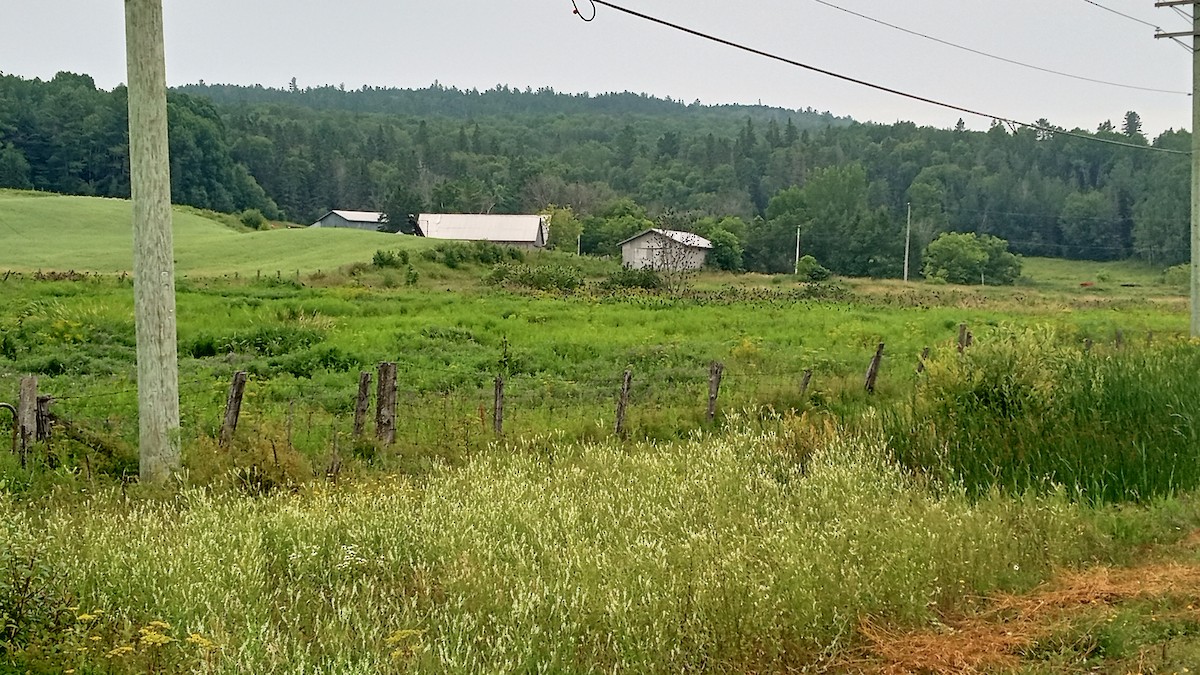 Red-winged Blackbird - ML645362483