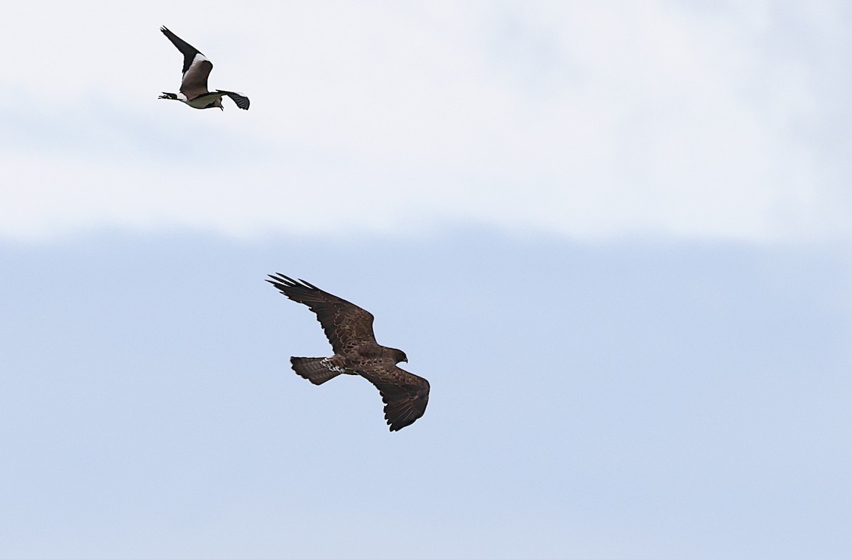 Свенсонов канюк - ML645362486