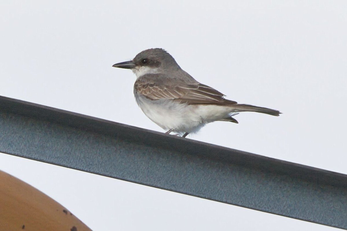 Gray Kingbird - ML645362504