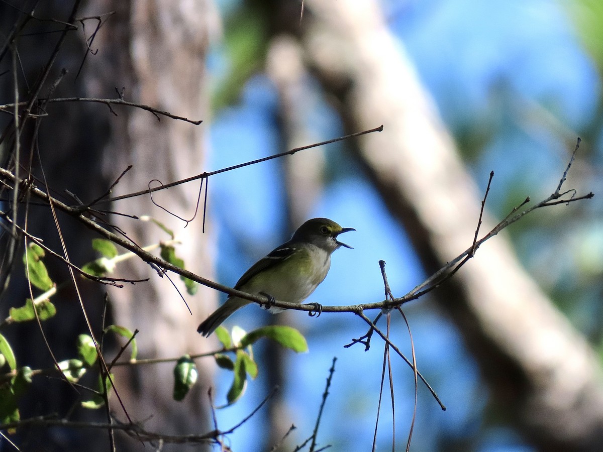 White-eyed Vireo (White-eyed) - ML645362505