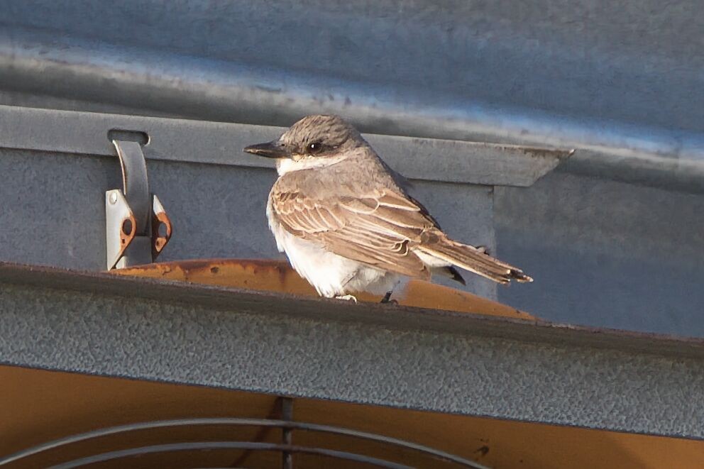 Gray Kingbird - ML645362506