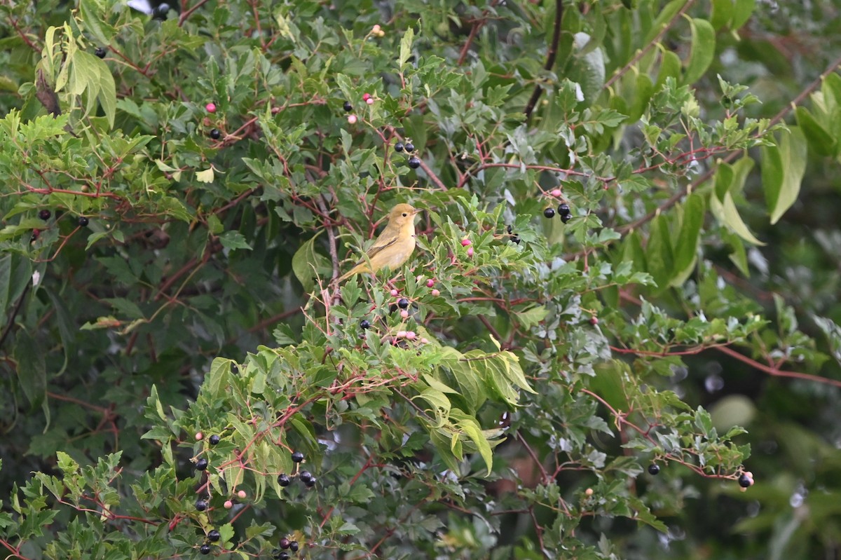 Orchard Oriole - ML645362508