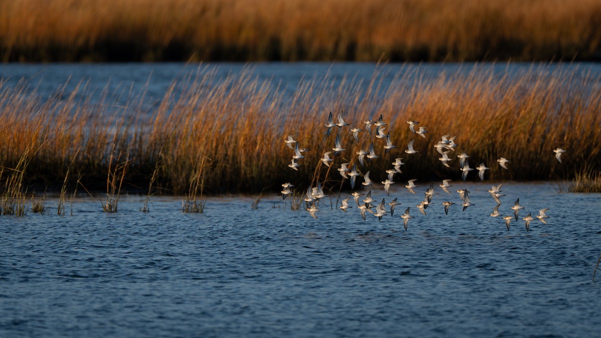 Dunlin - ML645362509