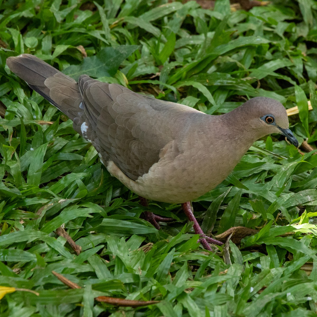 Белолобая голубка - ML645362526