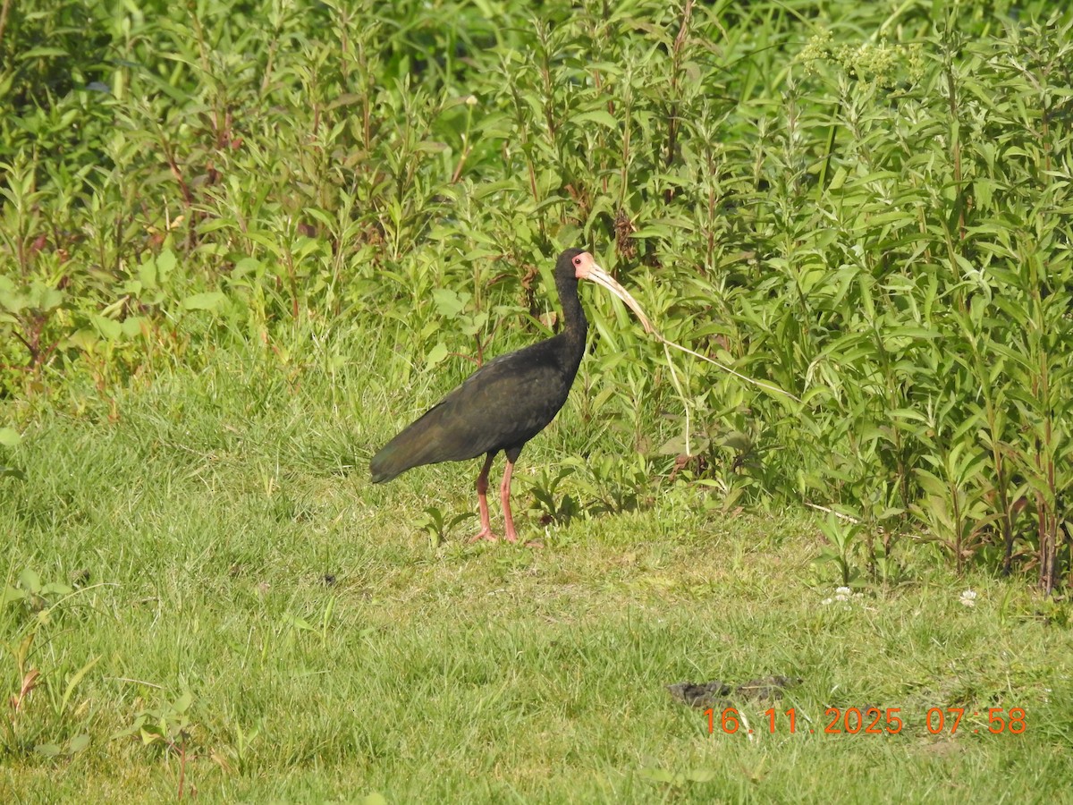 Bare-faced Ibis - ML645362530