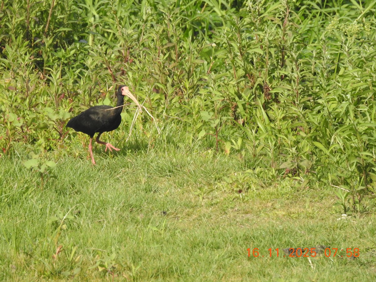 Bare-faced Ibis - ML645362538
