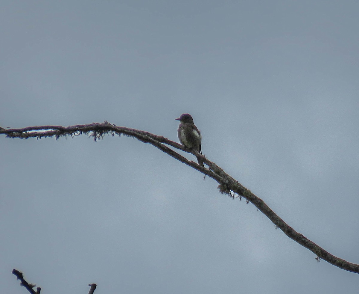 Olive-sided Flycatcher - ML645362547
