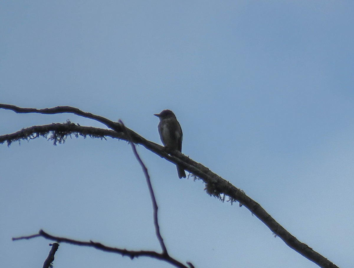 Olive-sided Flycatcher - ML645362548