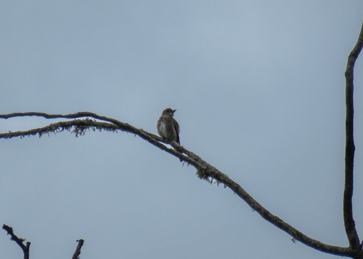 Olive-sided Flycatcher - ML645362549