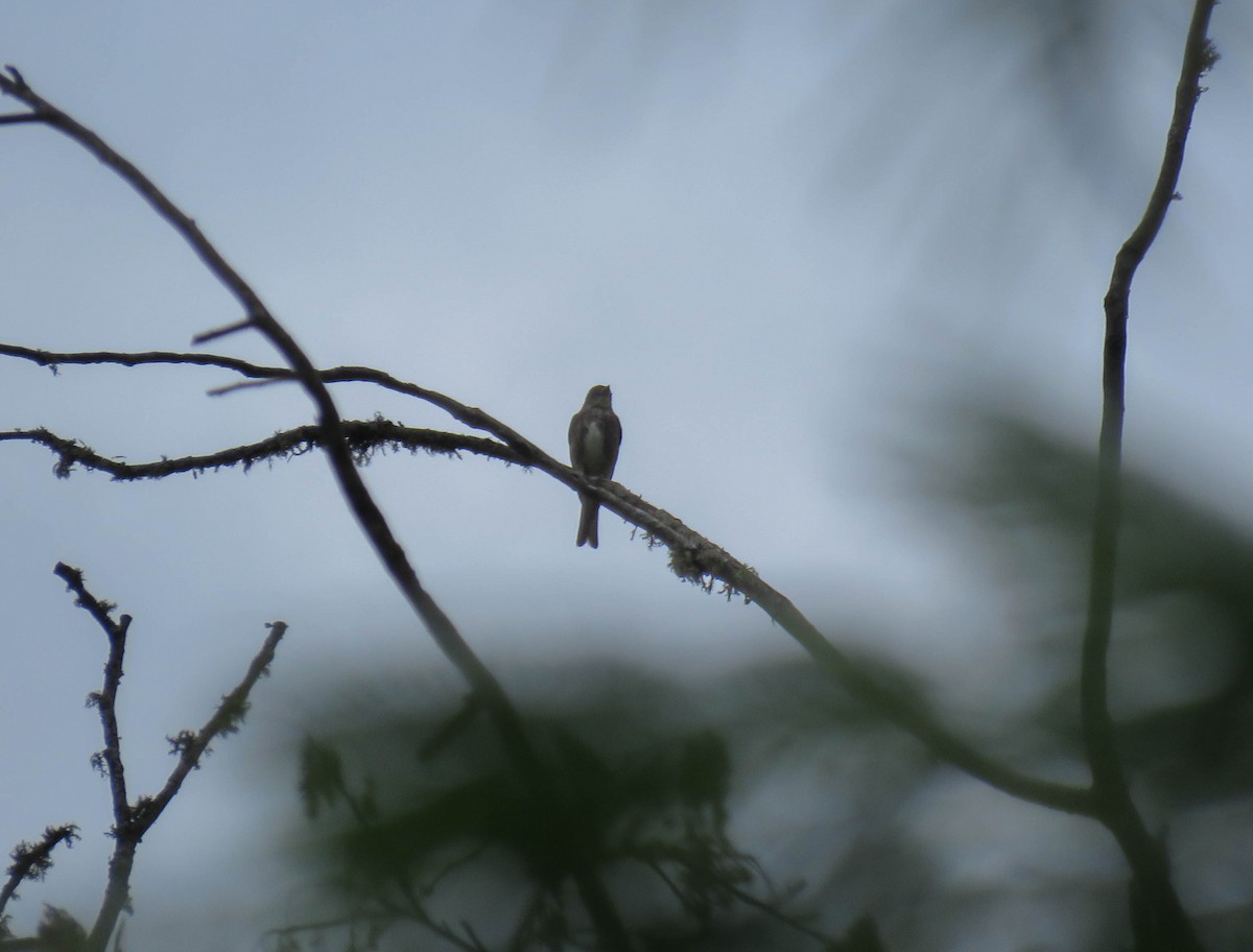Olive-sided Flycatcher - ML645362550