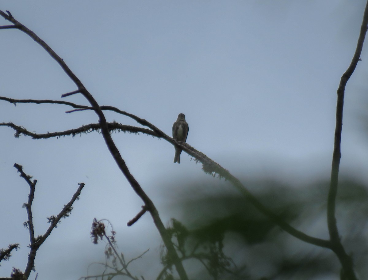 Olive-sided Flycatcher - ML645362551