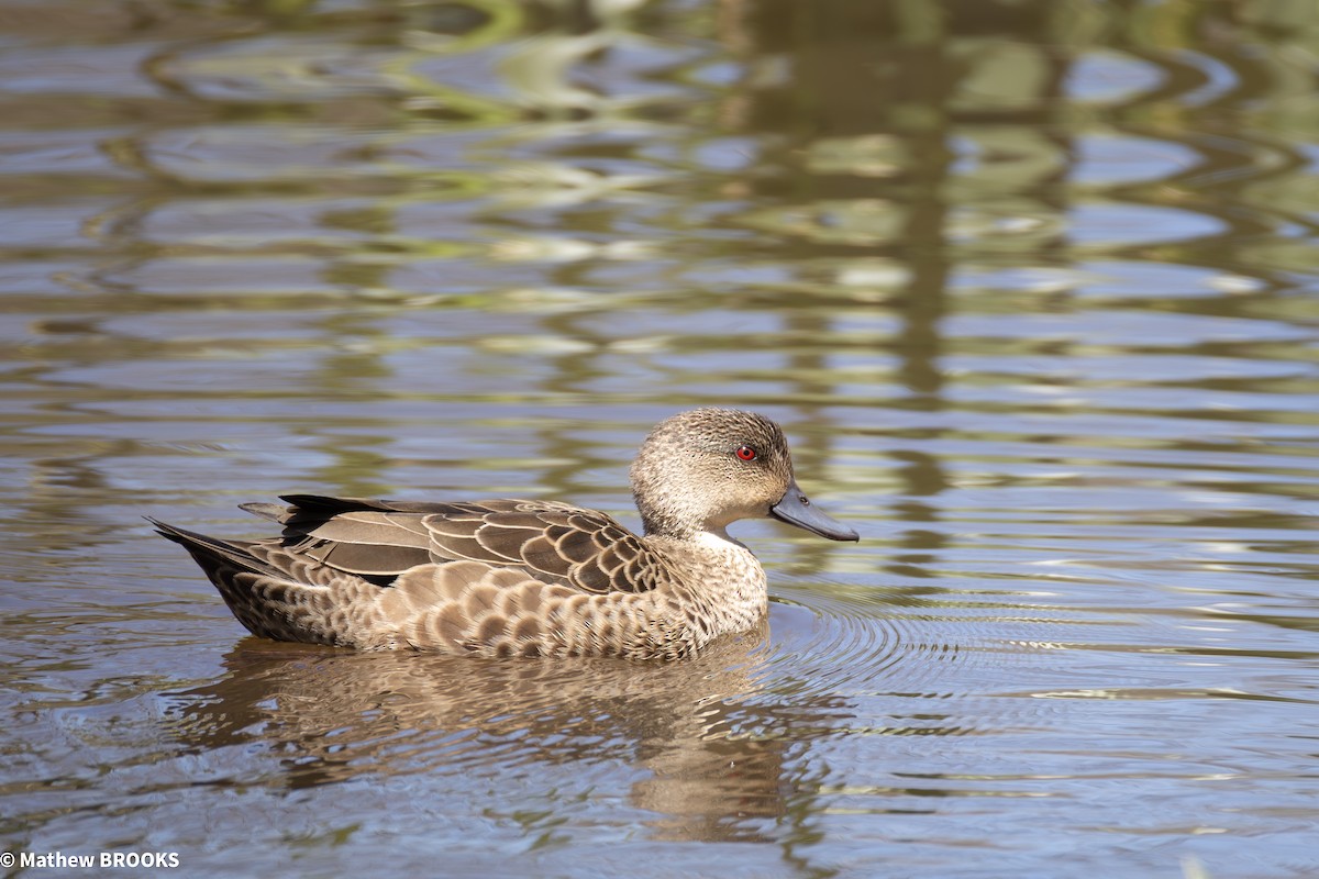 Chestnut Teal - ML645362554