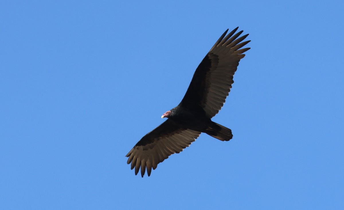 Urubu à tête rouge - ML645362562