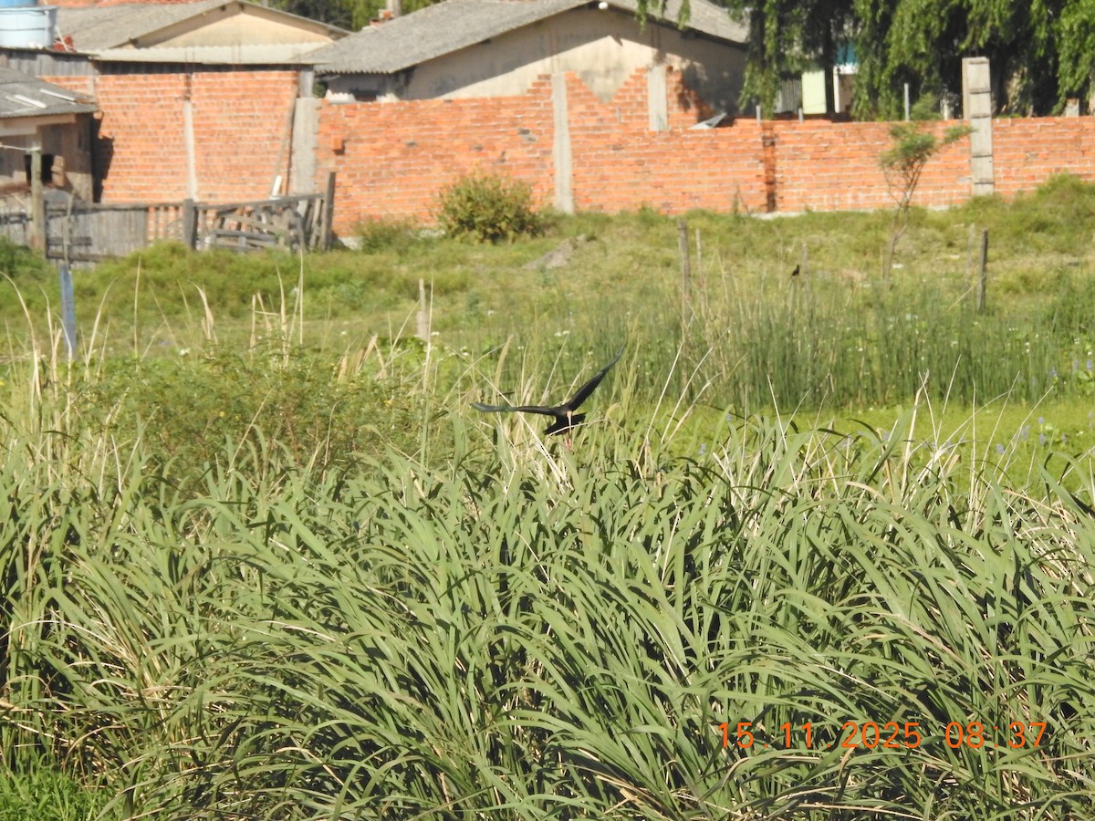 Bare-faced Ibis - ML645362563
