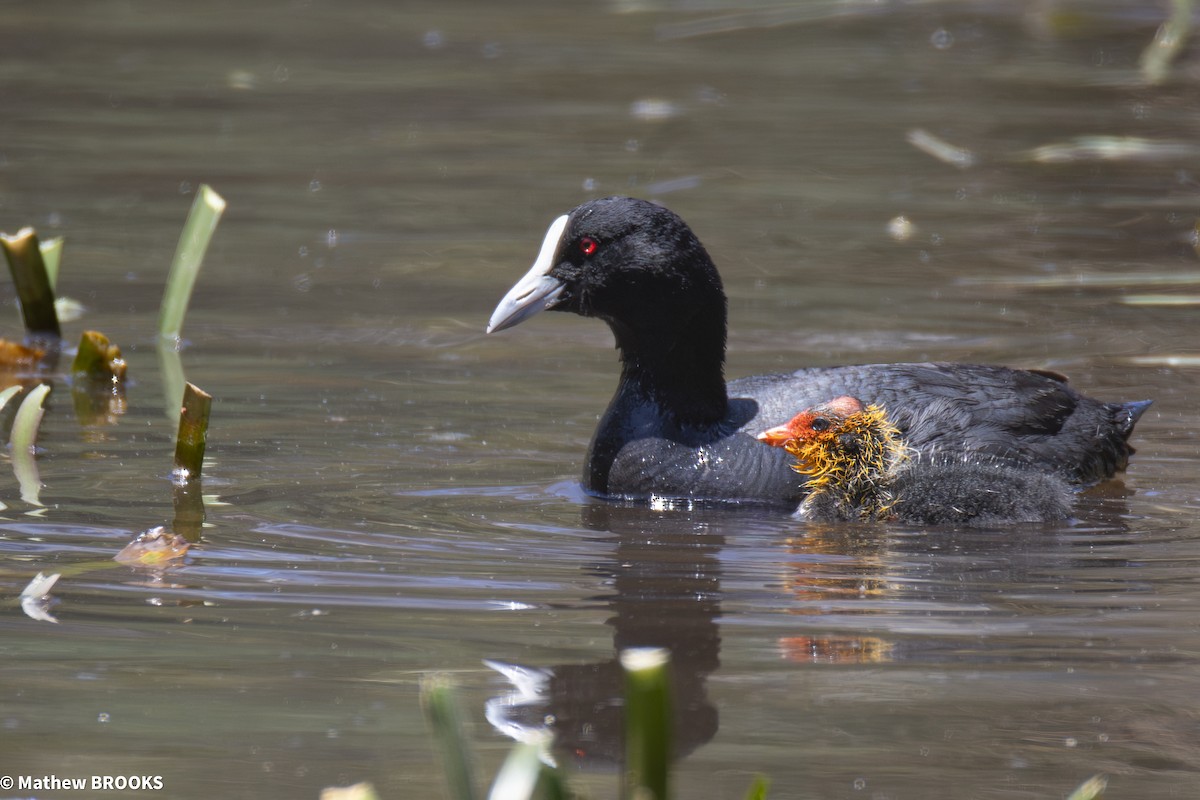 Eurasian Coot - ML645362573