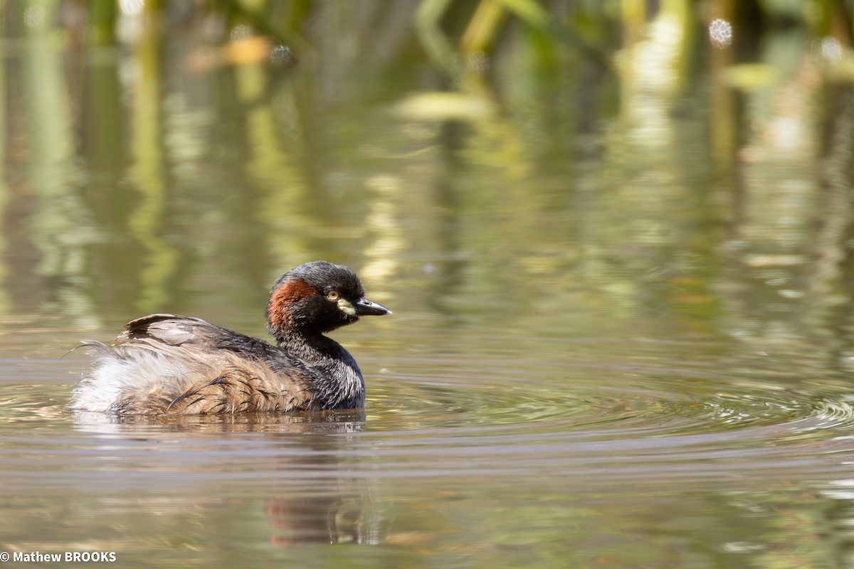 Australasian Grebe - ML645362585