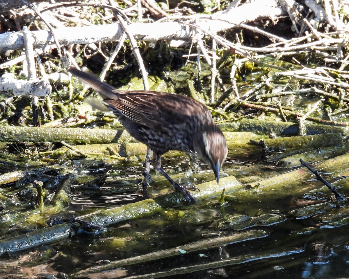 Varillero Aliamarillo - ML645362587