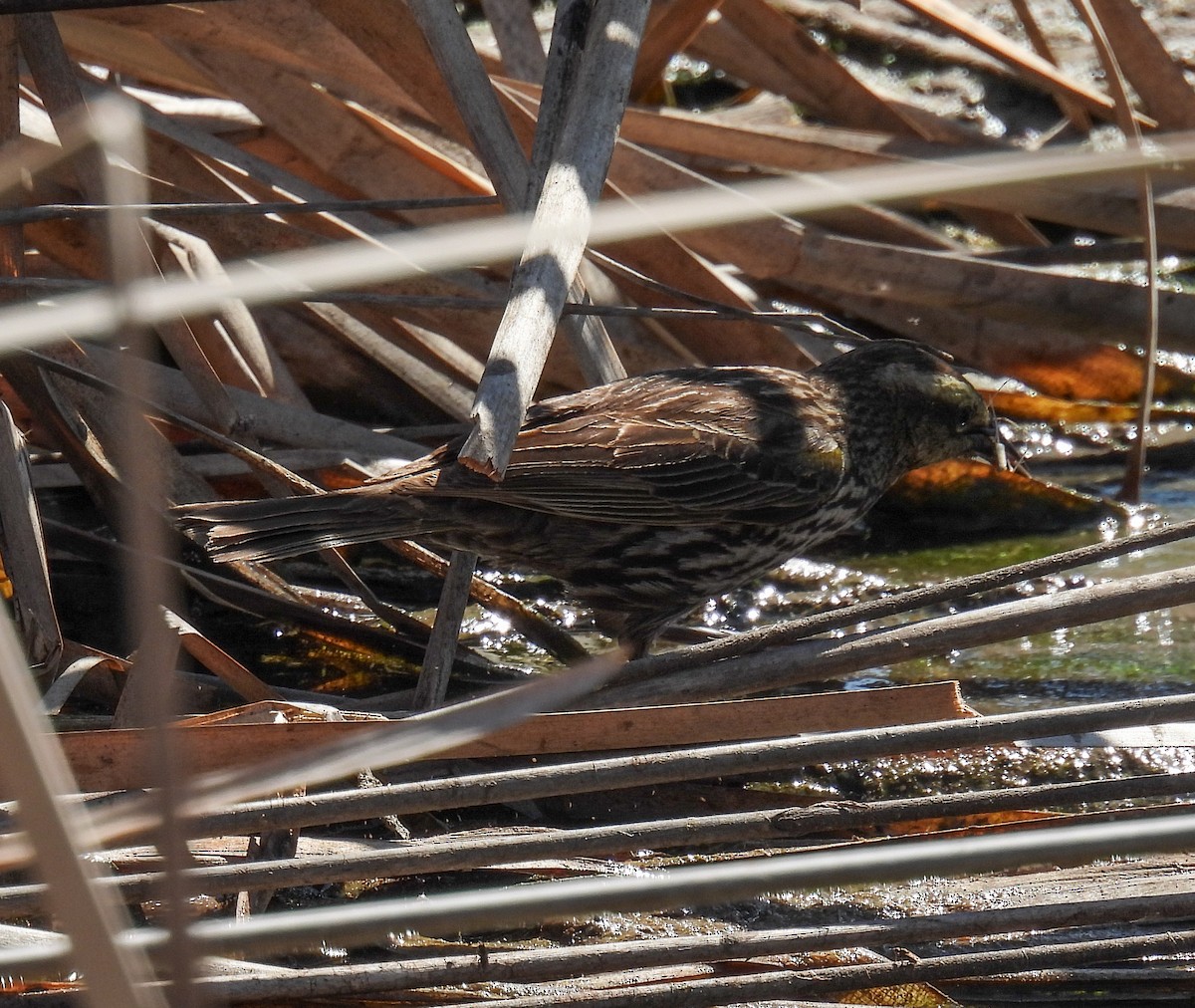 Varillero Aliamarillo - ML645362588