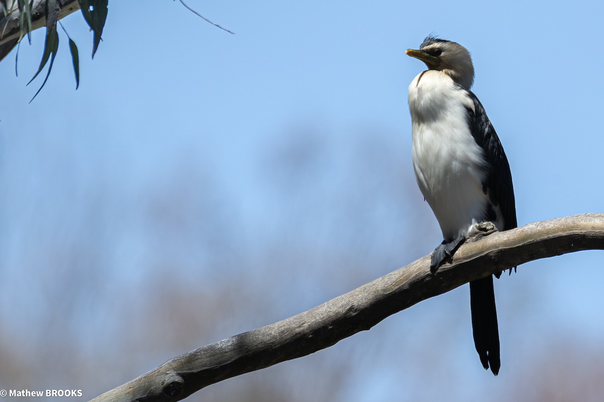 Little Pied Cormorant - ML645362593