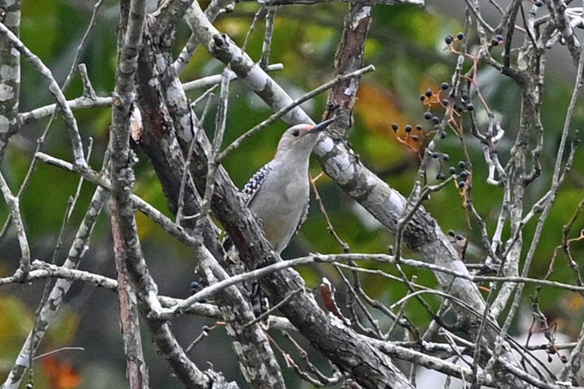 Red-bellied Woodpecker - ML645362603