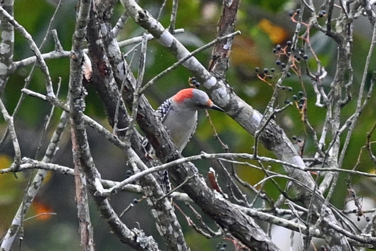 Red-bellied Woodpecker - ML645362604