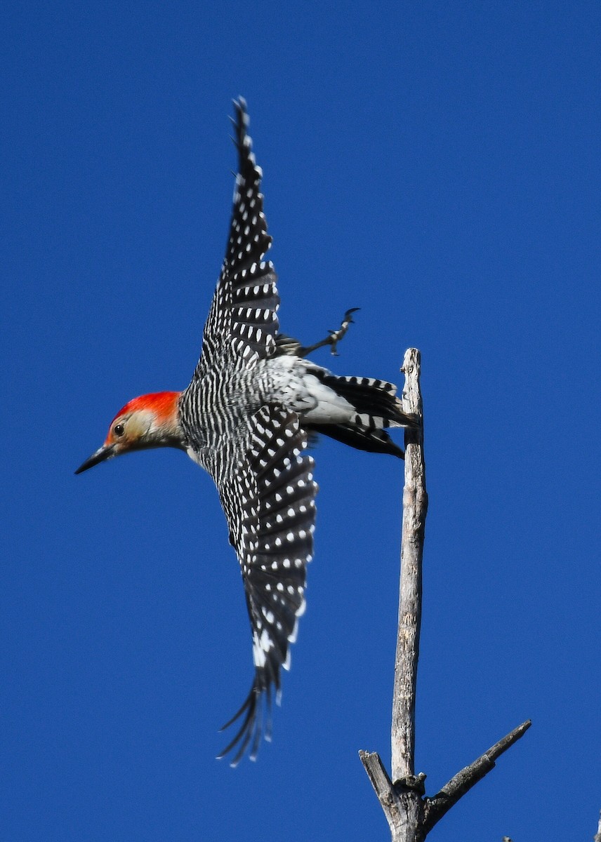 Red-bellied Woodpecker - ML645362607