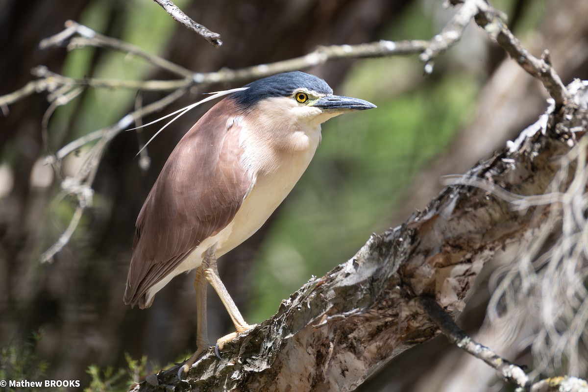Nankeen Night Heron - ML645362611