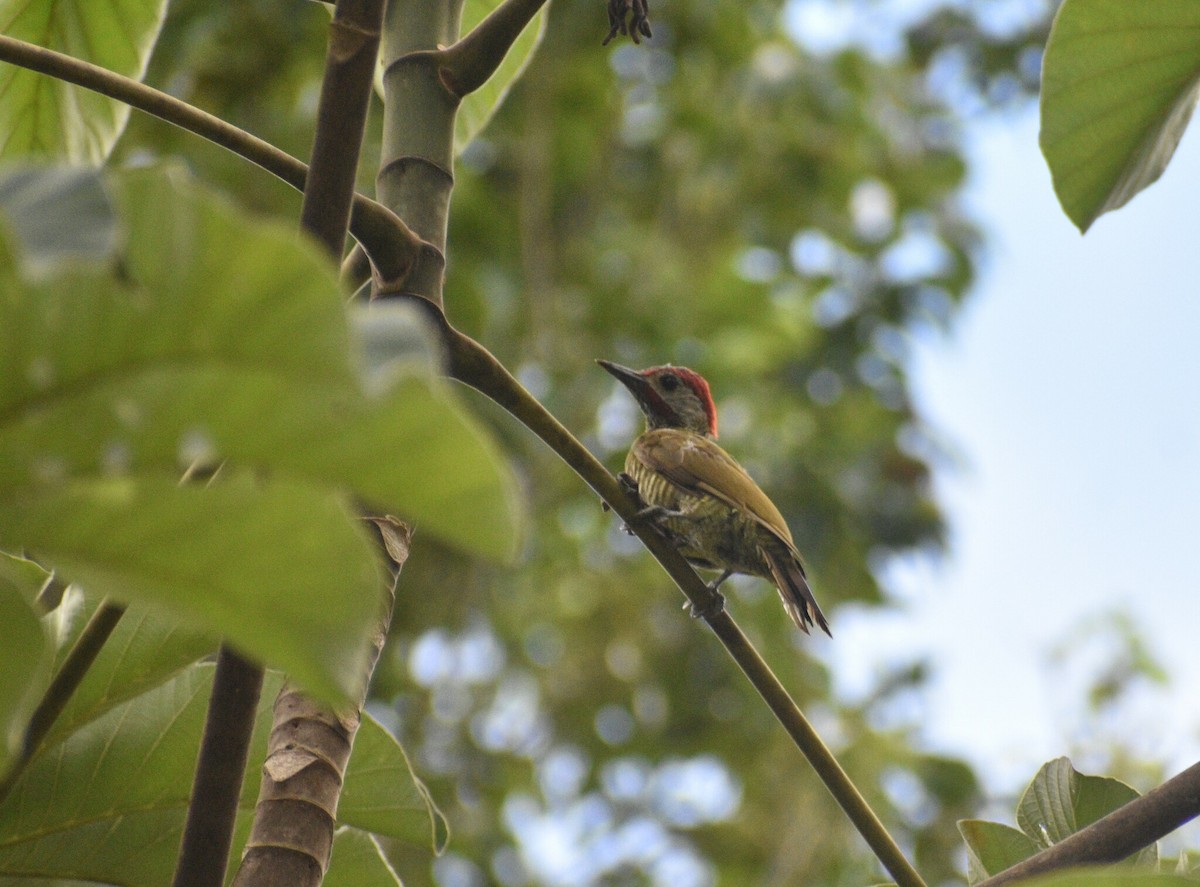 Golden-olive Woodpecker - ML645362638