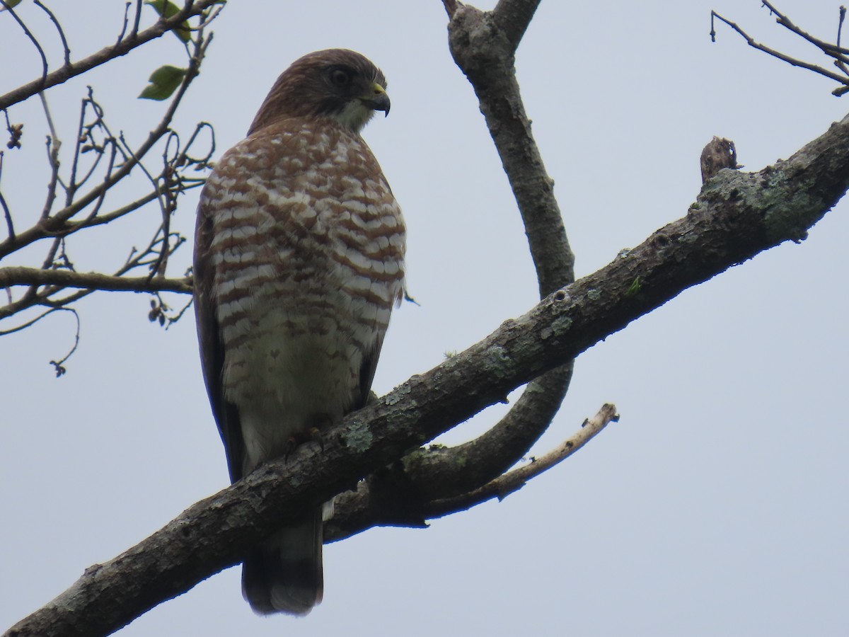 káně širokokřídlá - ML645362640