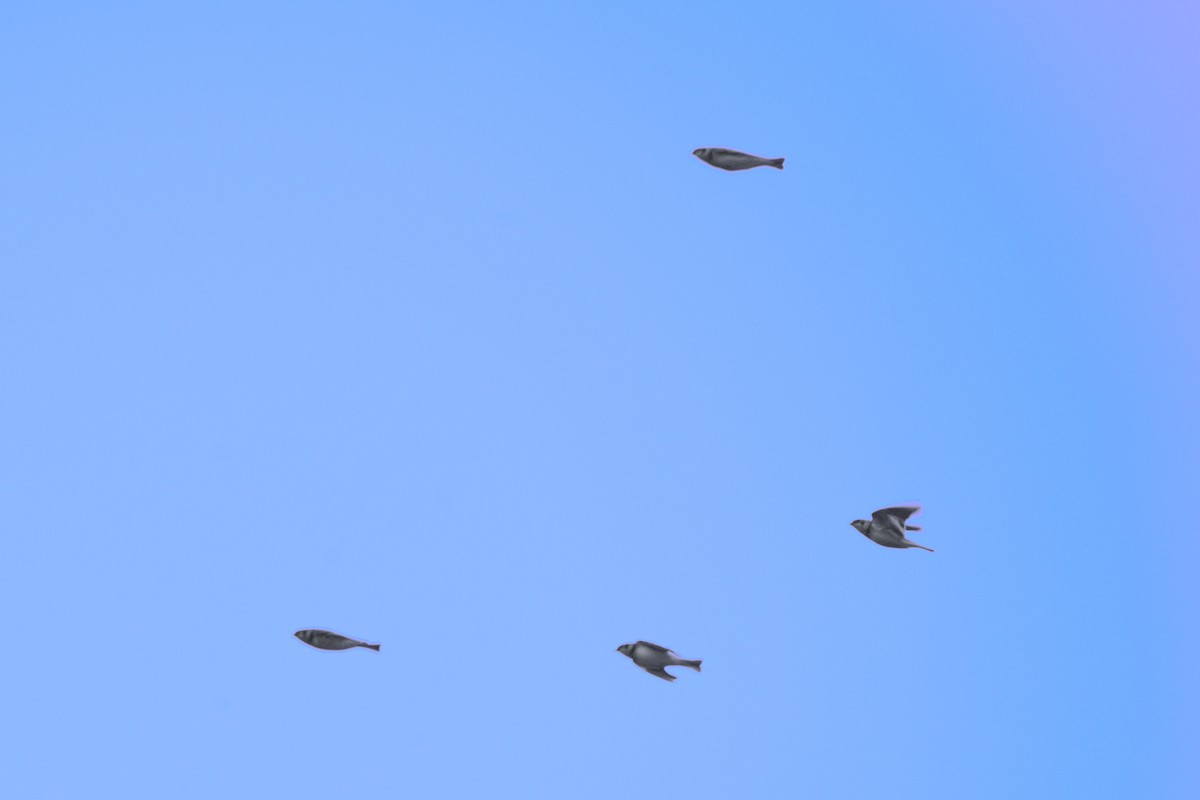 Snow Bunting - ML645362646