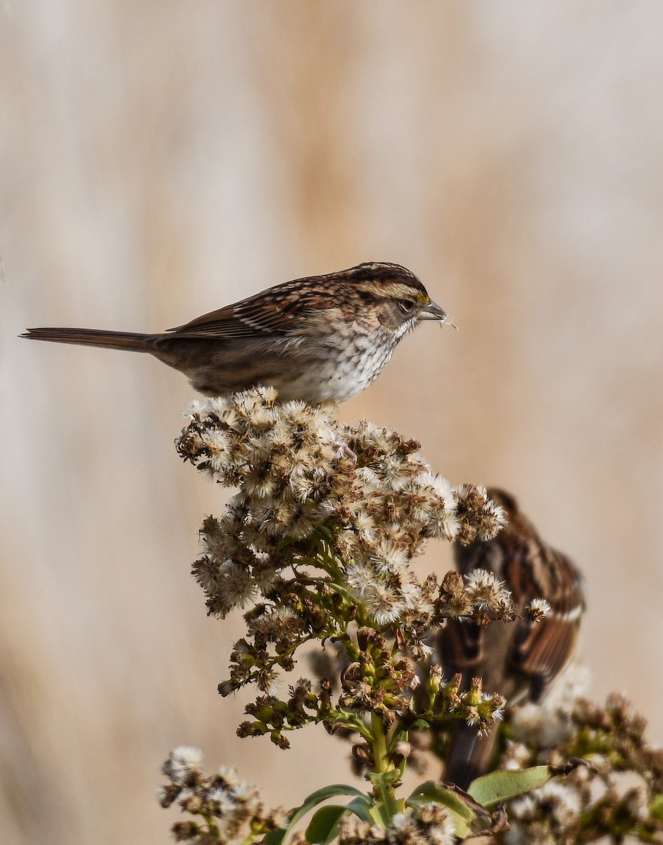 Белогорлая зонотрихия - ML645362647