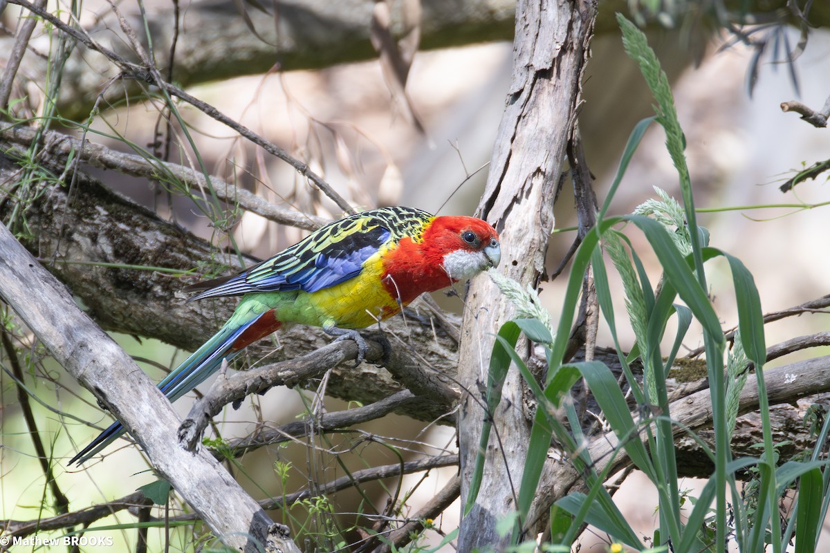 Eastern Rosella - ML645362650