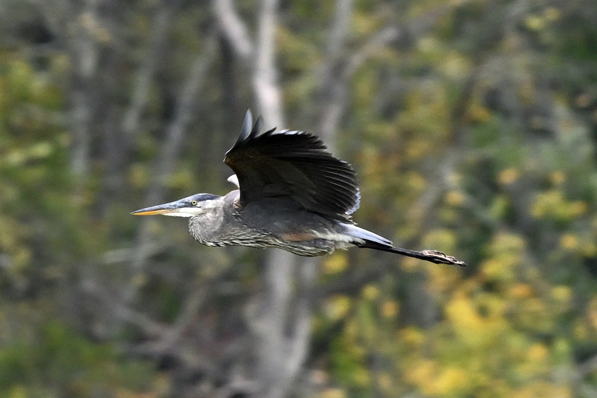 Great Blue Heron (Great Blue) - ML645362653