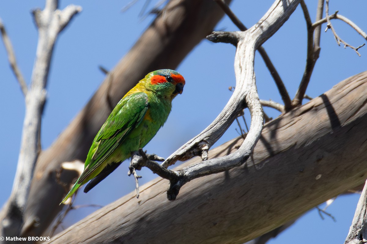 Musk Lorikeet - ML645362663