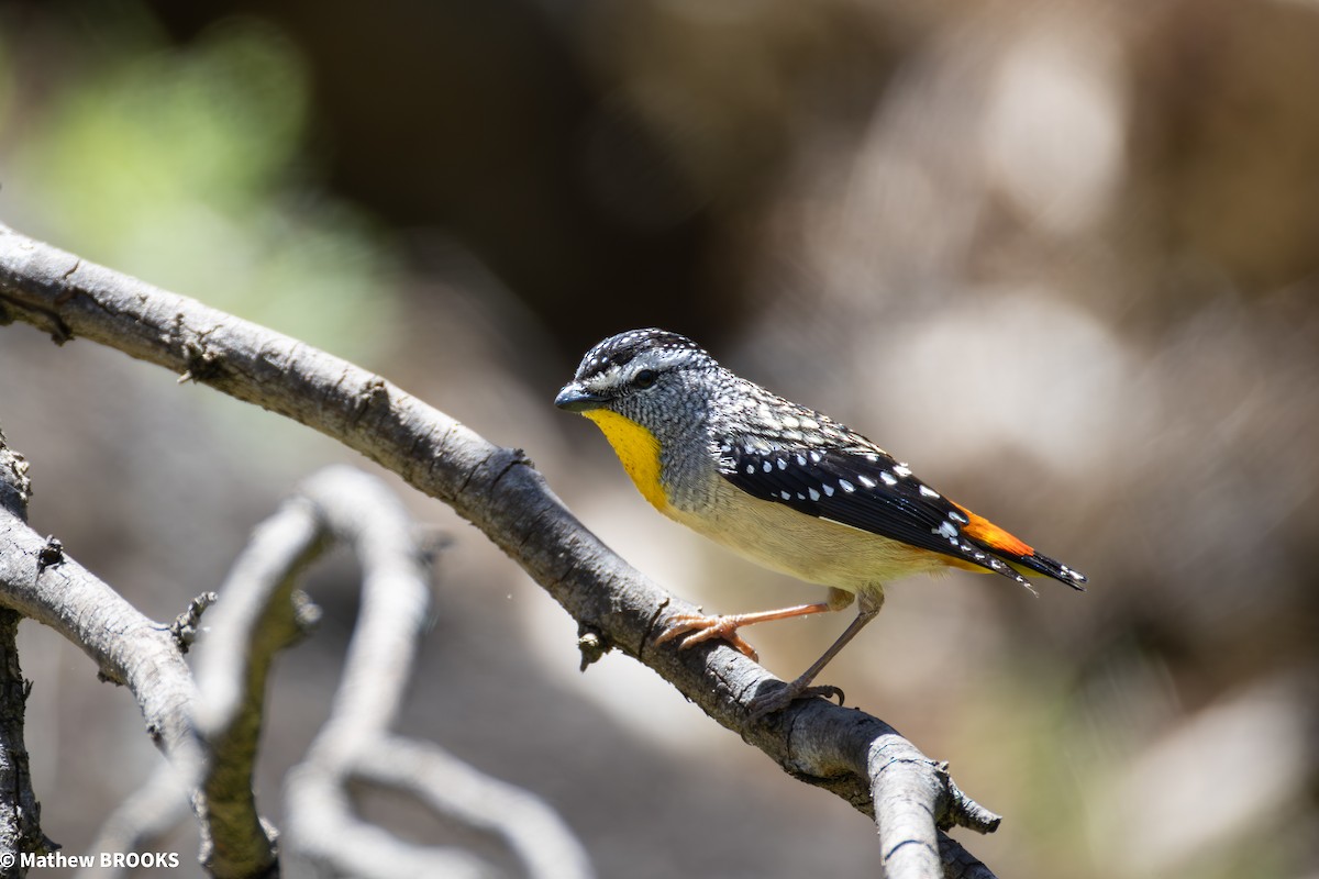 Spotted Pardalote - ML645362680