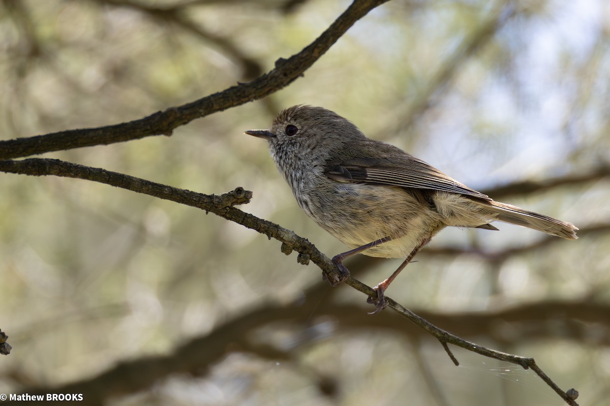 Brown Thornbill - ML645362692