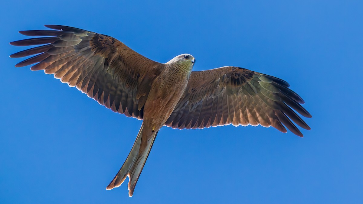 Black Kite - ML645362696