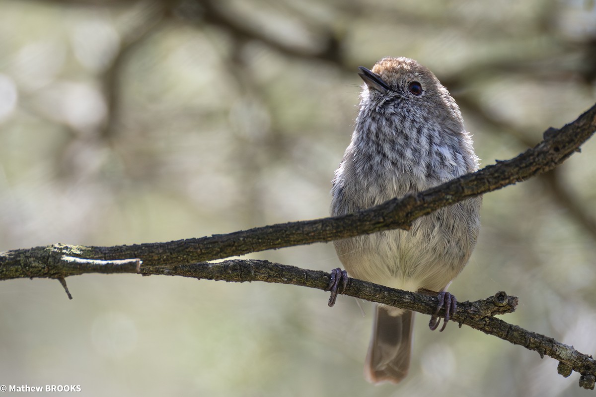 Brown Thornbill - ML645362700