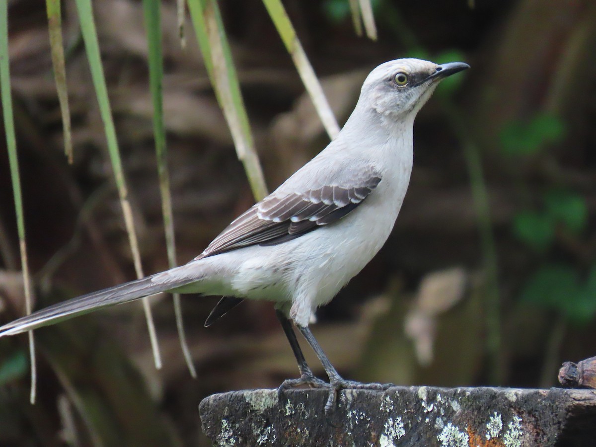 Tropikal Taklitçi - ML645362701