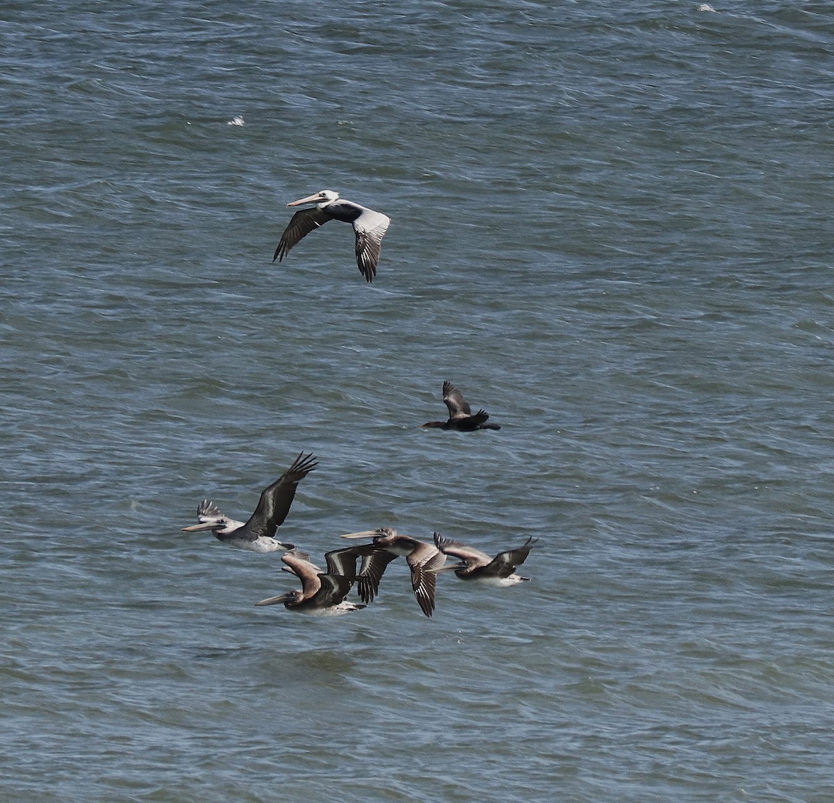 Brown Pelican - ML645362719