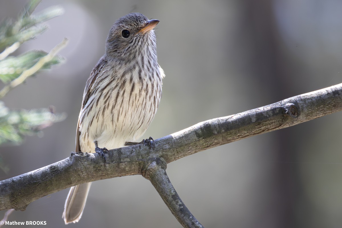 Rufous Whistler - ML645362722