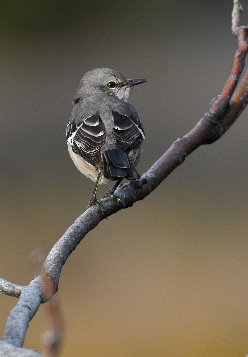 Northern Mockingbird - ML645362723