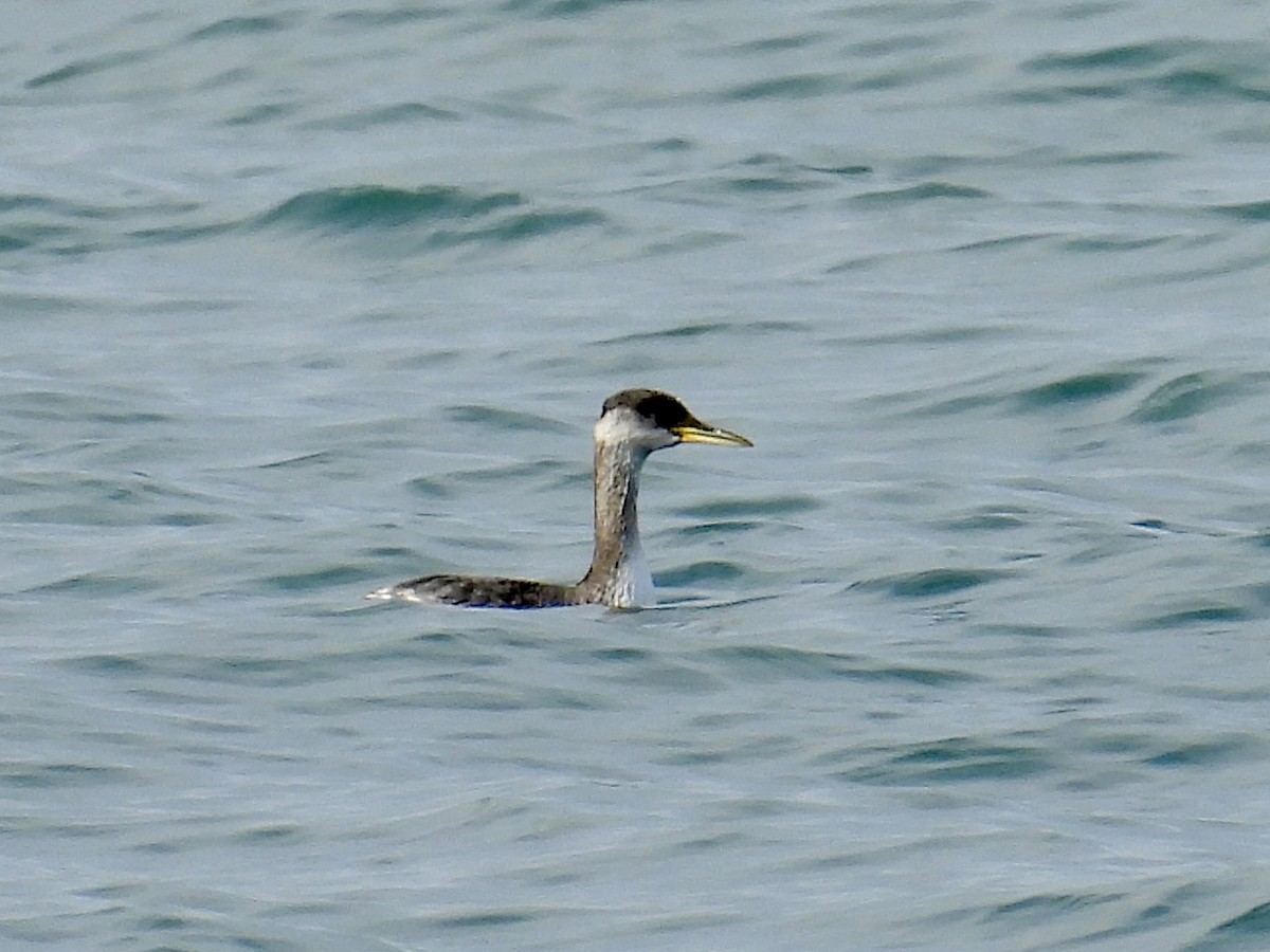 Буурал шунгуур - ML645362731