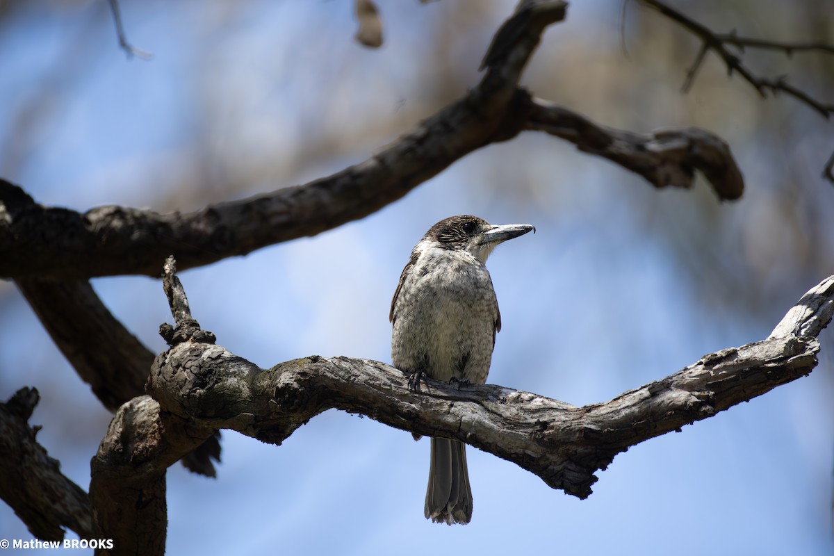 Gray Butcherbird - ML645362737