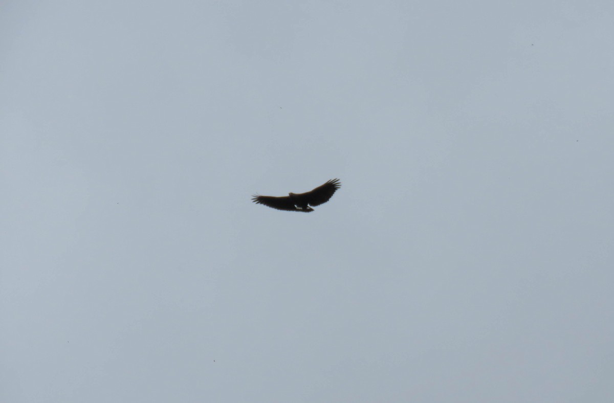 Solitary Eagle - ML645362754