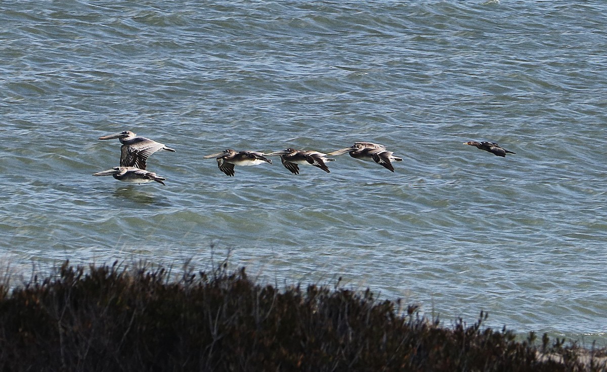 Brown Pelican - ML645362757