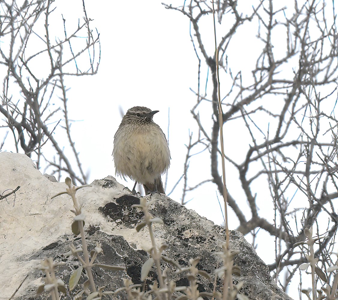 Streak-throated Canastero - ML645362767